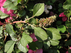 Amaranthus blitum