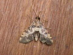 Nacoleia amphicedalis