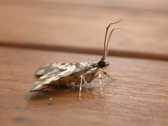 Nacoleia amphicedalis