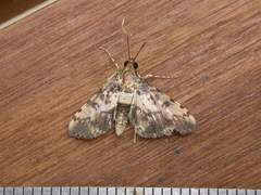 Nacoleia amphicedalis