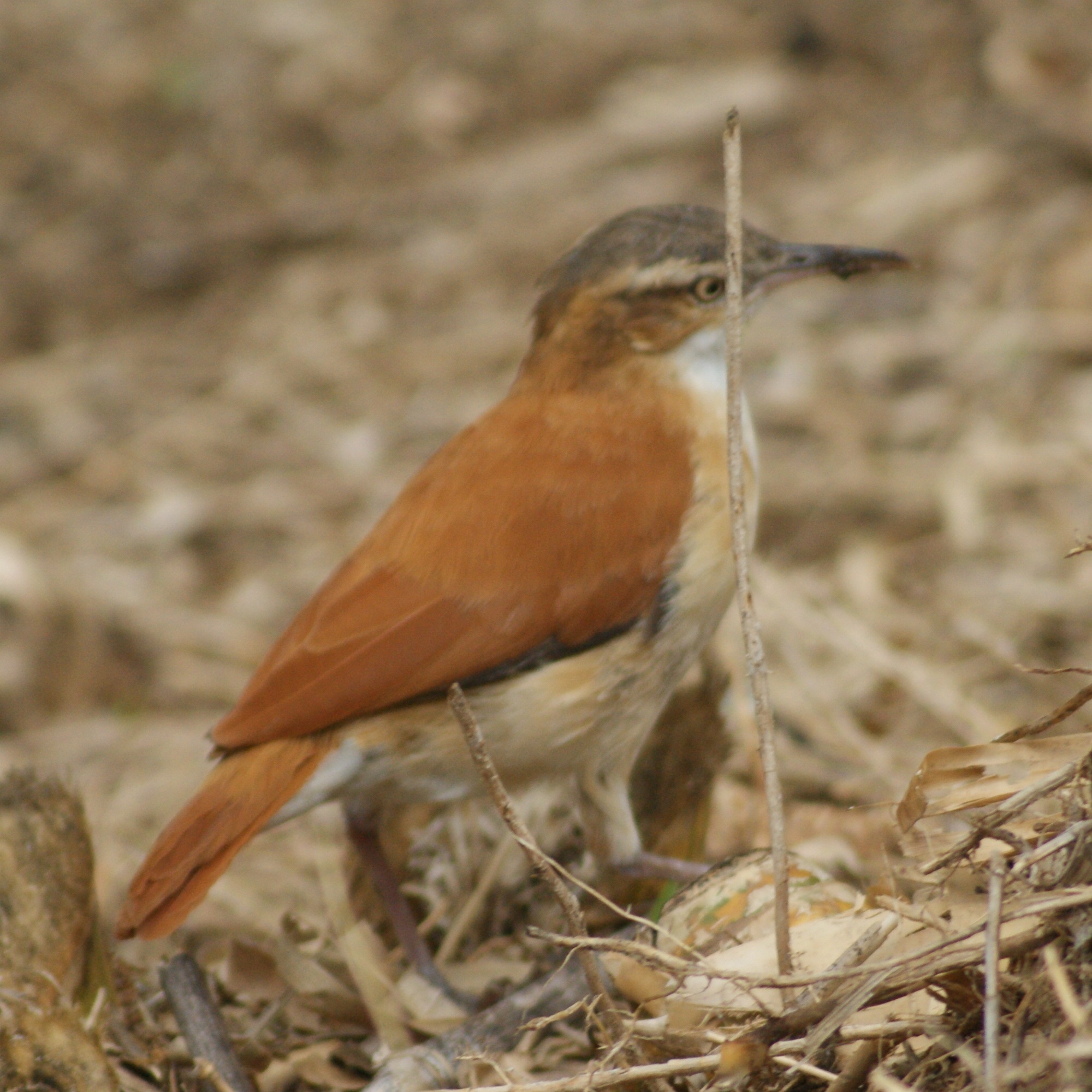 Furnarius leucopus image