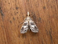 Diplopseustis