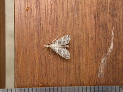 Diplopseustis