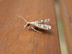 Diplopseustis