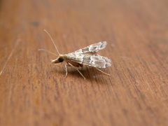 Diplopseustis