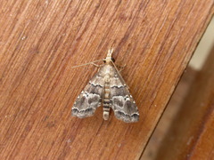 Diplopseustis