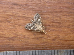 Diplopseustis