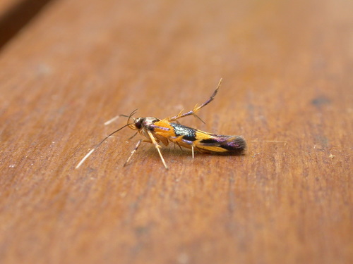 Xestocasis