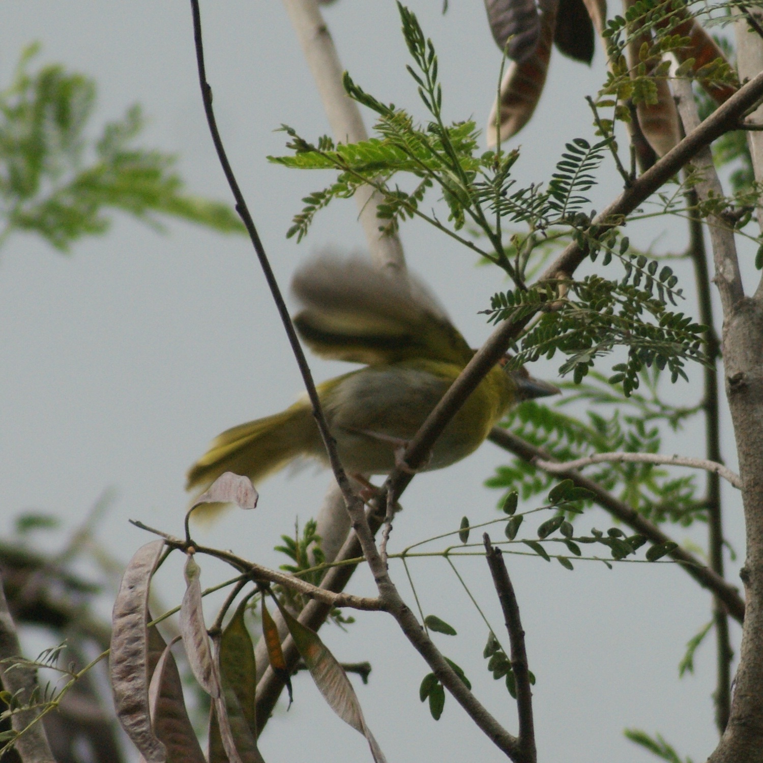 Cyclarhis gujanensis image