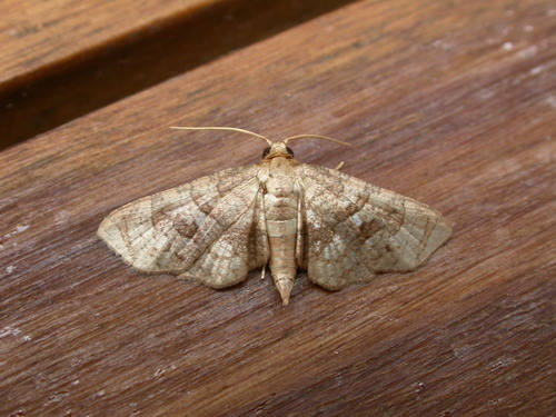 Mellea ordinaria (Warren, 1896)