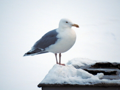 Larus argentatus