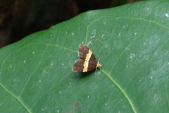 Choreutis basalis