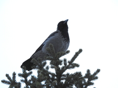 Corvus cornix