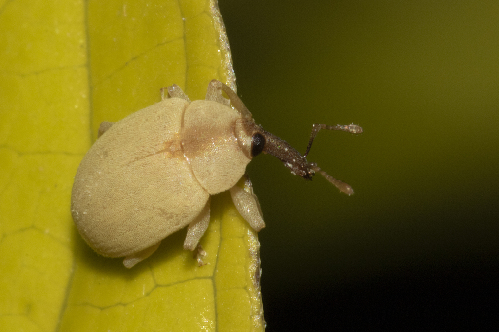 Anchylorhynchus aegrotus
