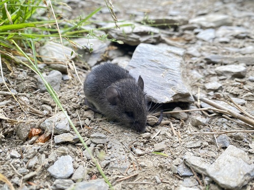Apodemus semotus observed 2023-07-06