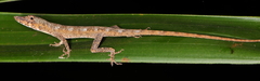 Anolis ustus