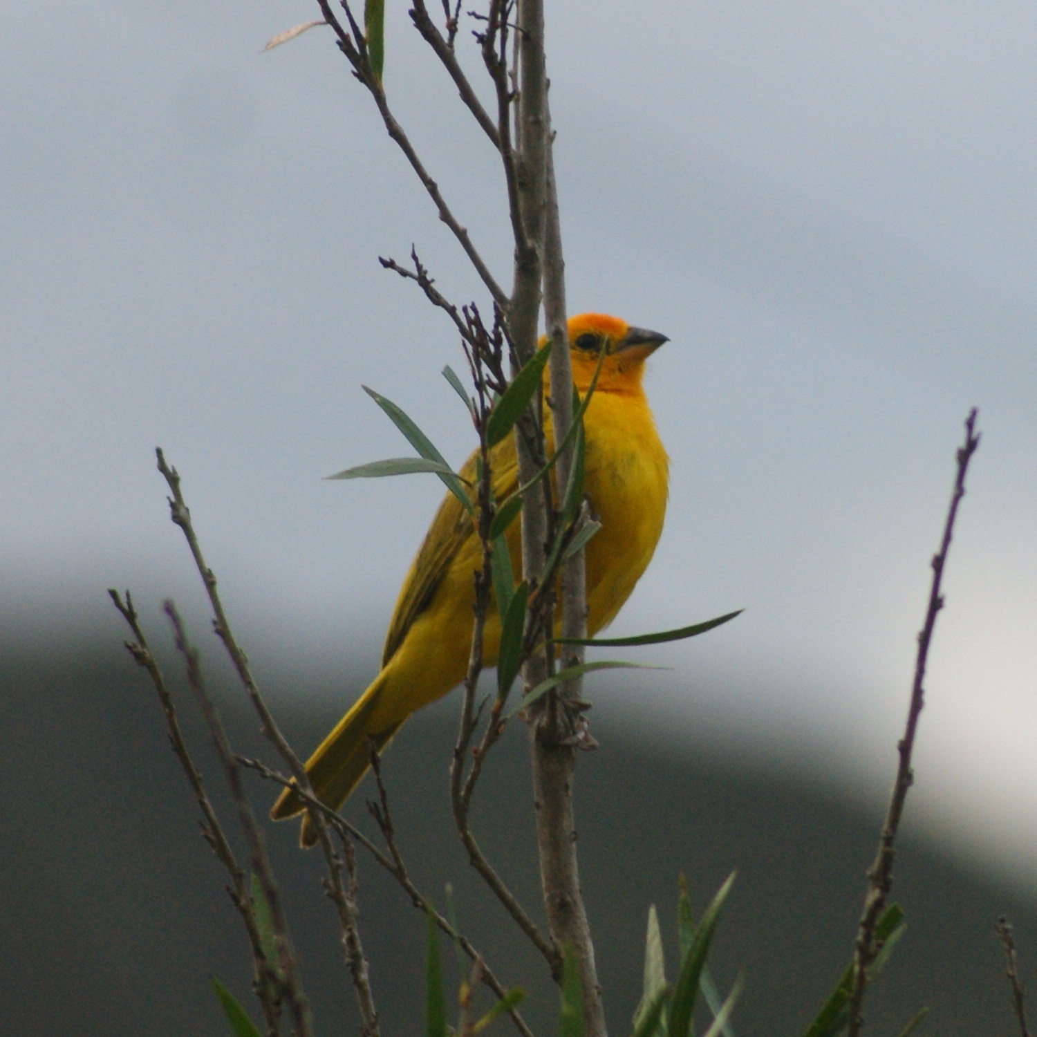 Sicalis flaveola image