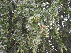 Condalia velutina