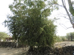 Condalia velutina
