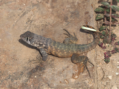 Leiocephalus carinatus