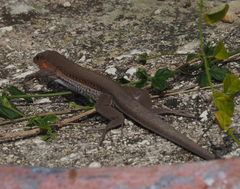Pholidoscelis auberi