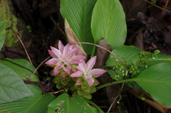 Curcuma