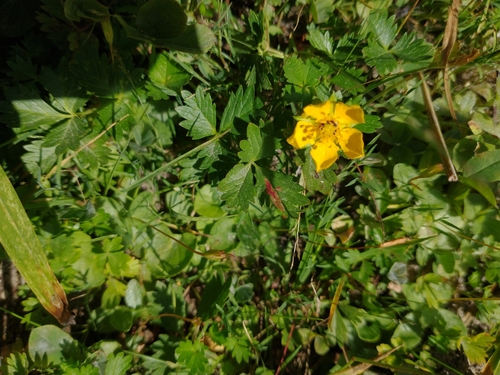 Image of Potentilla flabellifolia by no rights reserved