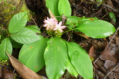Curcuma