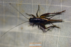 Neonemobius cubensis