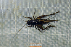 Neonemobius cubensis