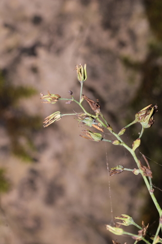 Image of Stenanthium gramineum by (c) Scott Ward, some rights reserved (CC BY)