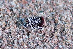 Camachoaglaja berolina