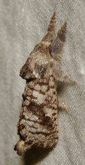 Givira francesca