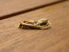 Moerarchis placomorpha