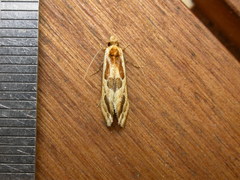 Moerarchis placomorpha