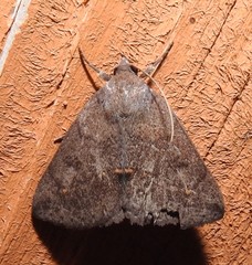 Argyrostrotis flavistriaria