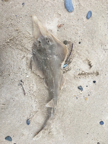 Eastern Shovelnose Ray