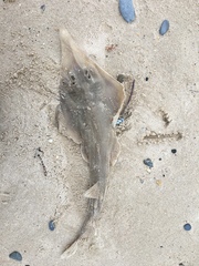 Aptychotrema rostrata