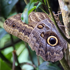 Caligo brasiliensis