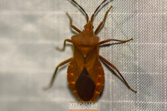 Sethenira ferruginea