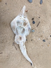 Aptychotrema rostrata