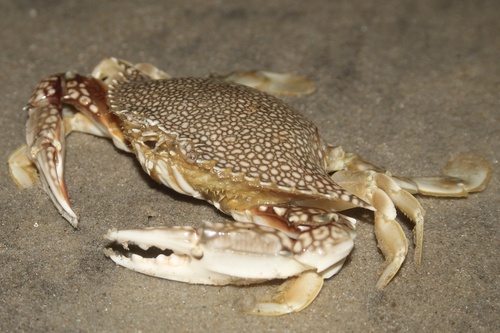 Speckled Swimming Crab, photo 3 of 9