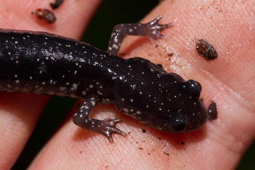 Plethodon albagula