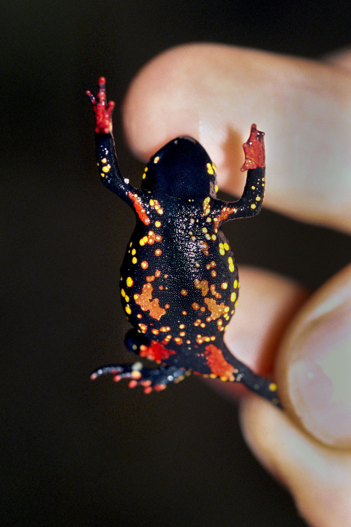 Montevideo Redbelly Toad