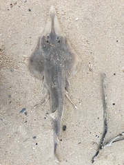 Aptychotrema rostrata