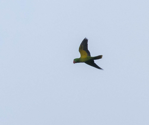 Great-billed Parrot (Tanygnathus megalorynchos), photo 2