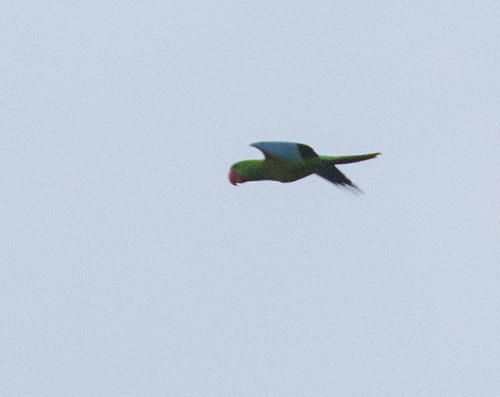 Great-billed Parrot (Tanygnathus megalorynchos)