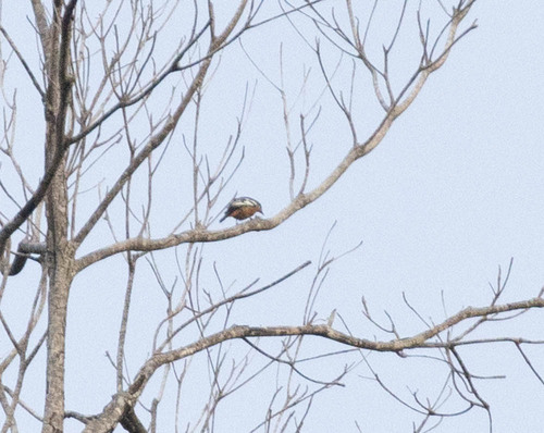 Rufous-bellied Triller (Lalage aurea), photo 9