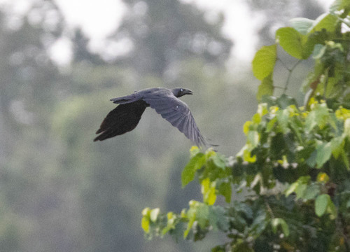 Long-billed Crow (Corvus validus), photo 5