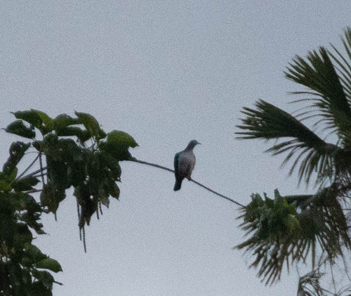 Spectacled Imperial Pigeon (Ducula perspicillata), photo 4